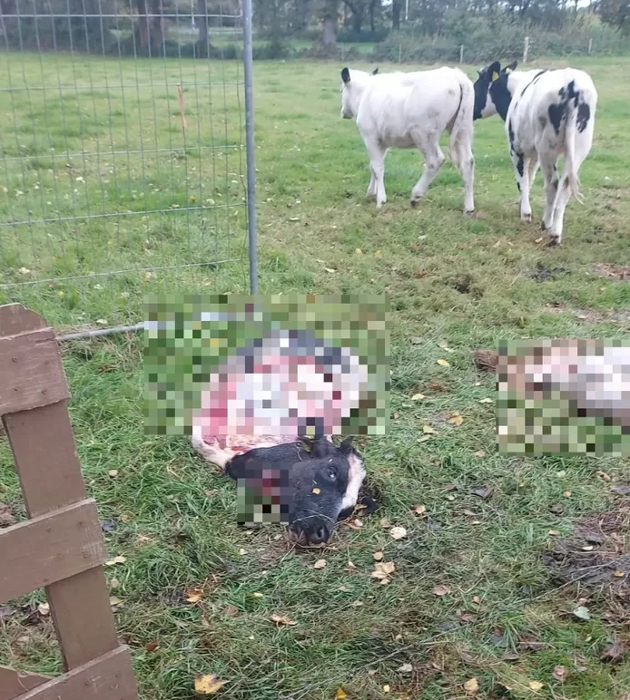 WAT?! Kalf geslacht in weiland, daders gaan er vandoor met het vlees: 'Dader spoort niet!'