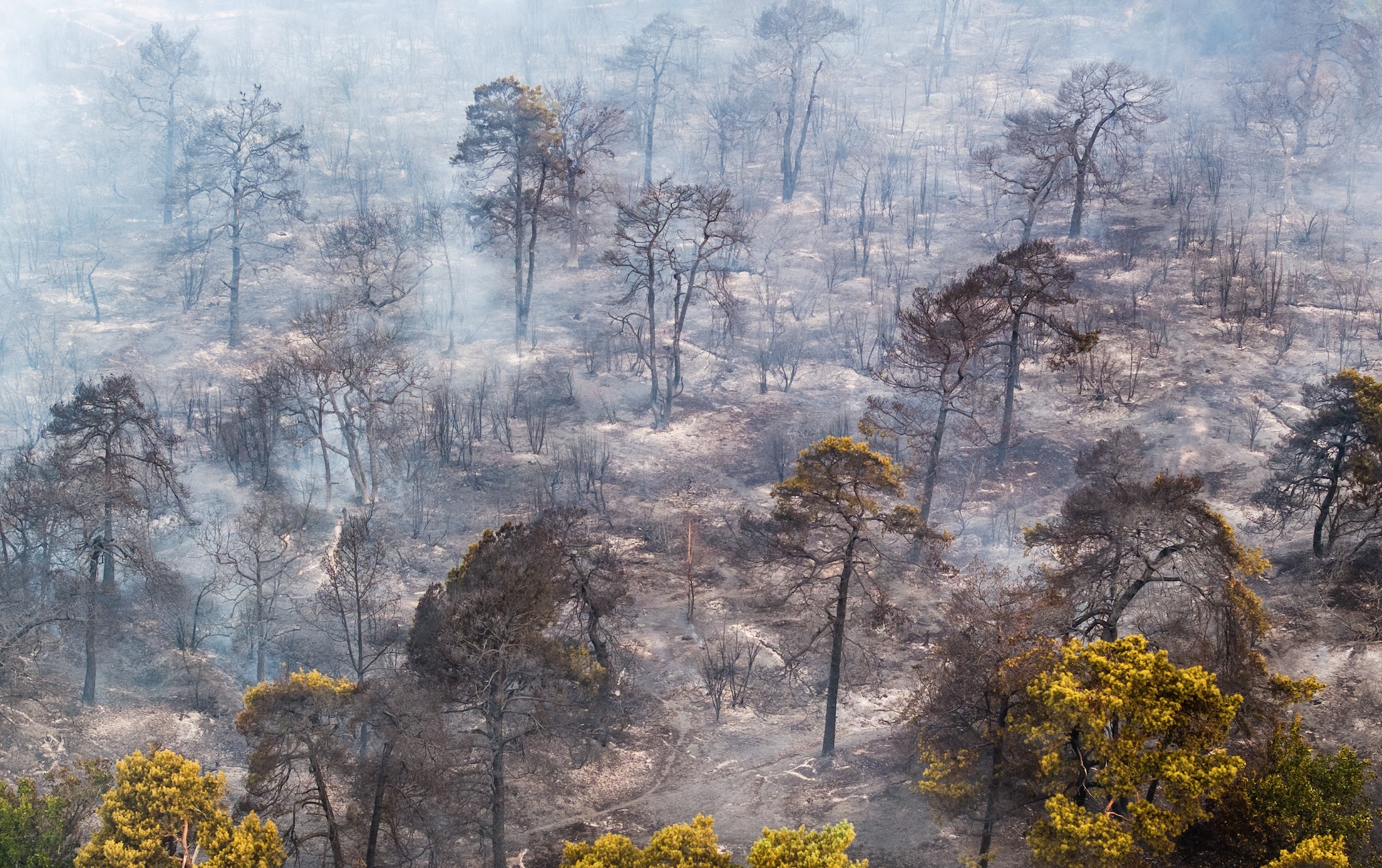 Dikke fik bij Oostrum groeit razendsnel, inmiddels 100 hectare getroffen