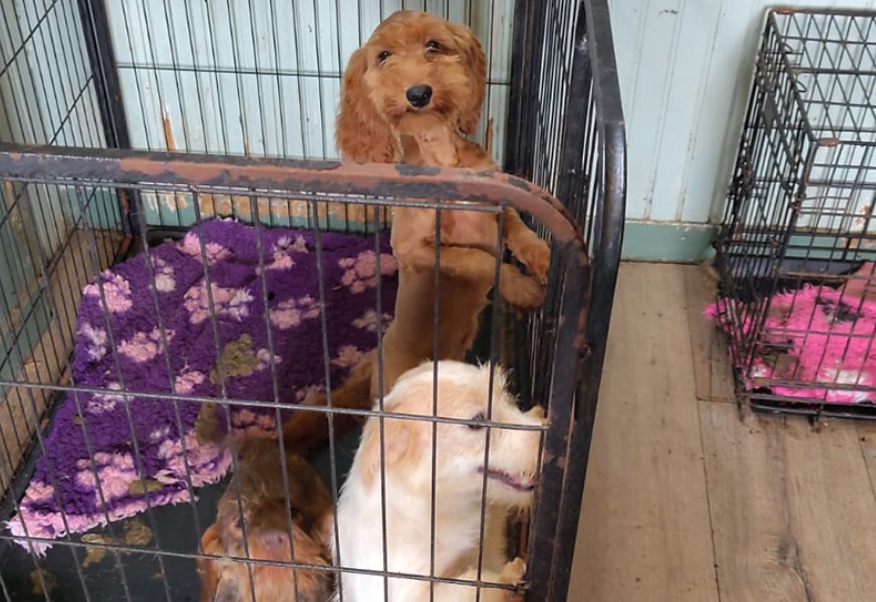 Zielug! NVWA vindt 72 verwaarloosde honden en dode puppy op Friese woonboerderij