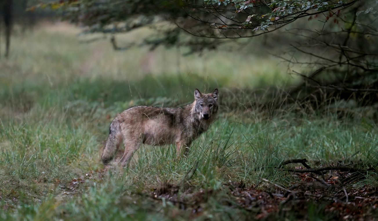 ZIEN: 'Rouwstoet' doodgeschoten wolf Bram raakt slaags met dorpelingen Renswoude