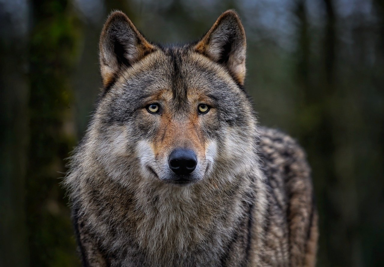 Partij voor de Dieren Amsterdam vindt wolf verrijking voor de hoofdstad