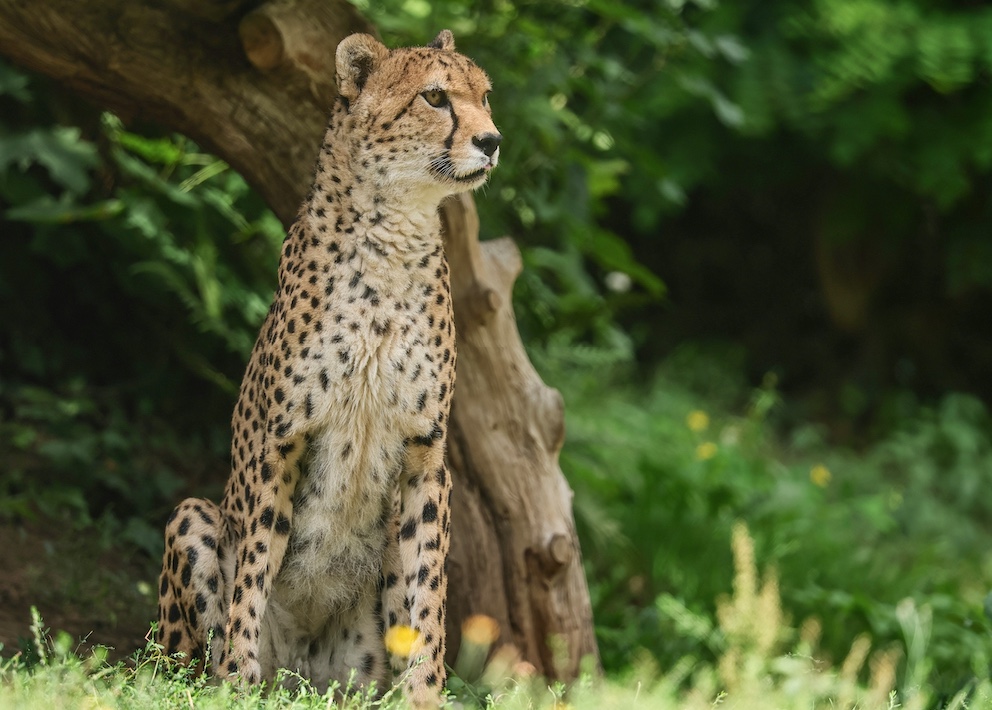 Oeps! Cheeta ontsnapt uit verblijf Beekse Bergen, park even op slot